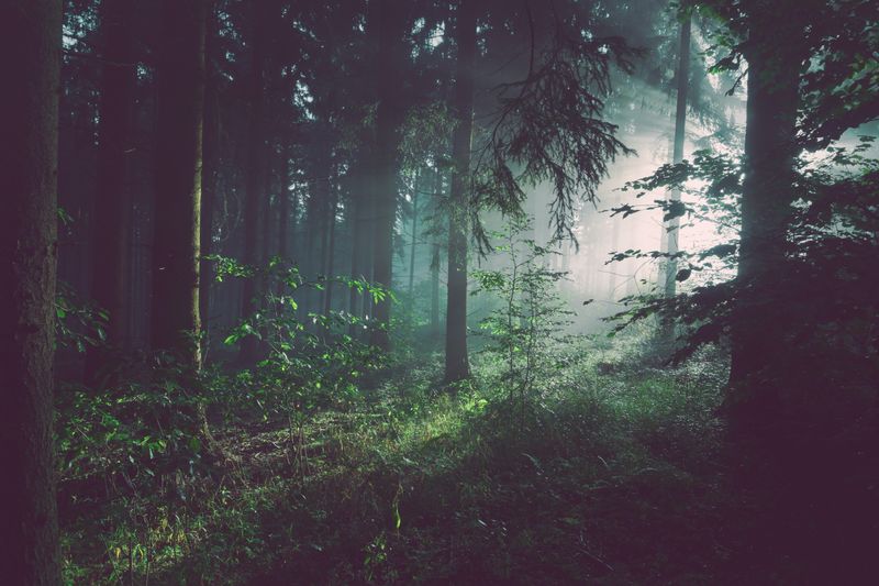 A lush green forest with sunlight shining through