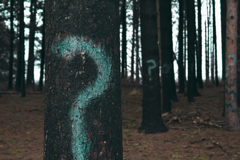 Photo of a group of trees with question marks spray painted on them.