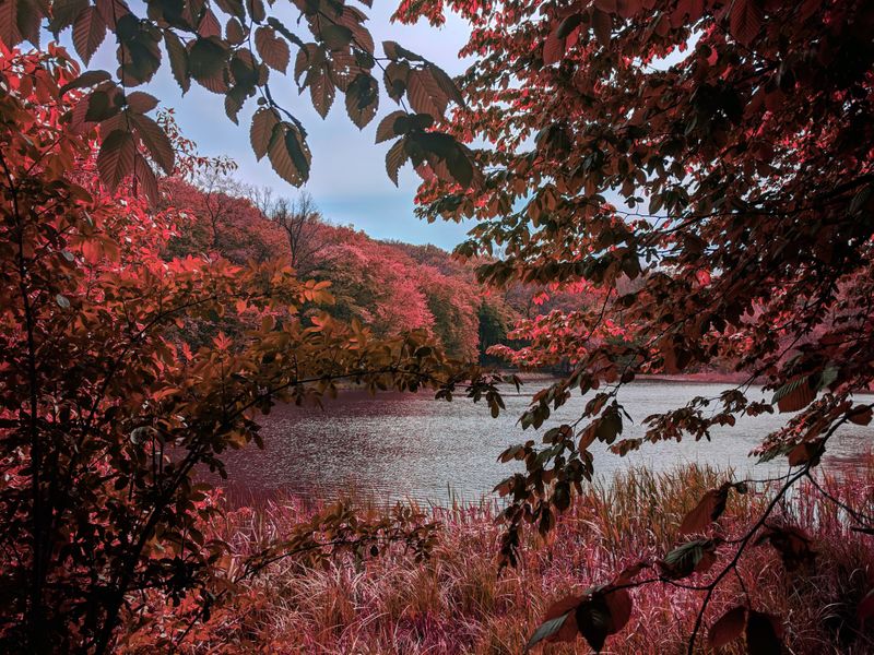 nature with trees and a lake