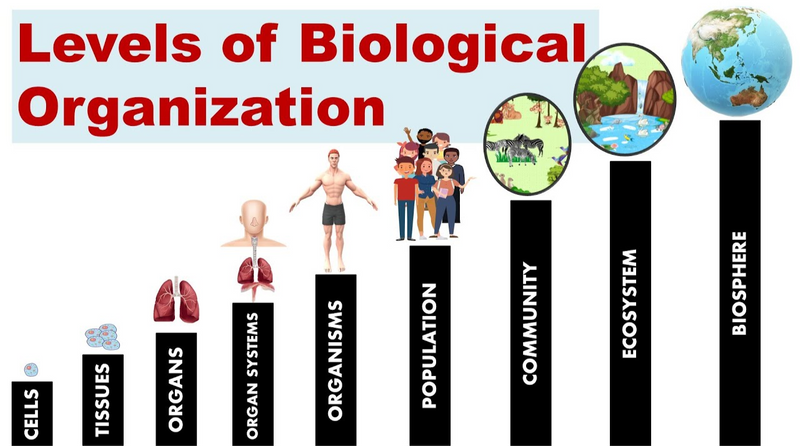 An infographic showing levels of biological organization.