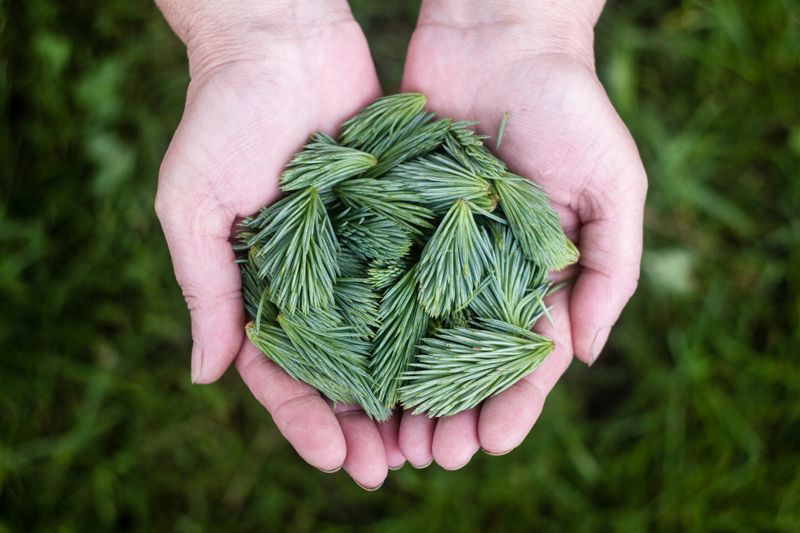Hands holding evergreen seeds.