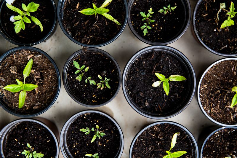 Pots filled with soil and plants.