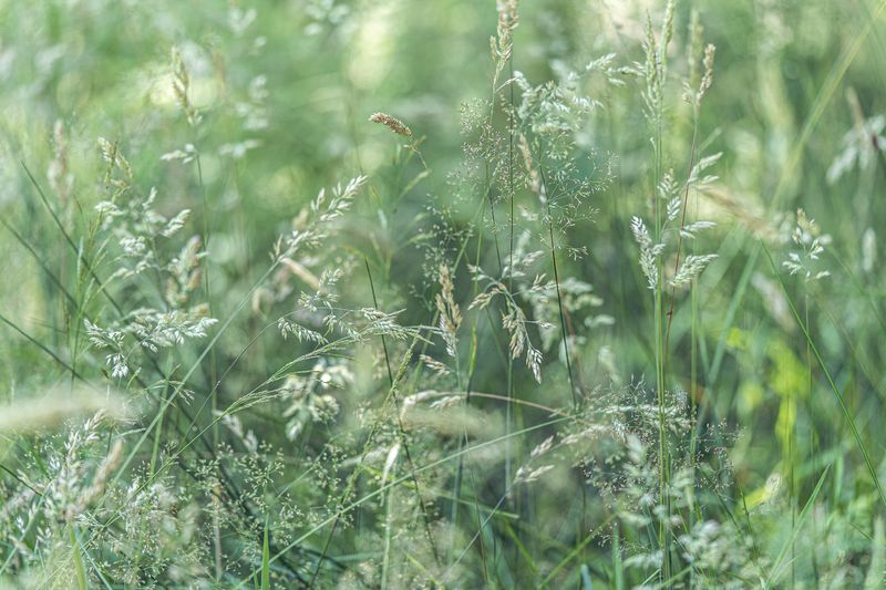 Sage green grass in a field.