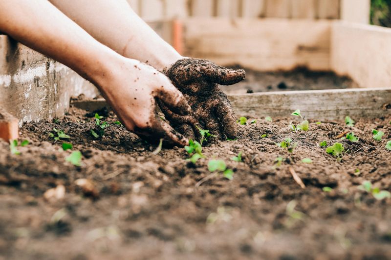 A person's hands tending to a garden of sprouts beginning to grow.