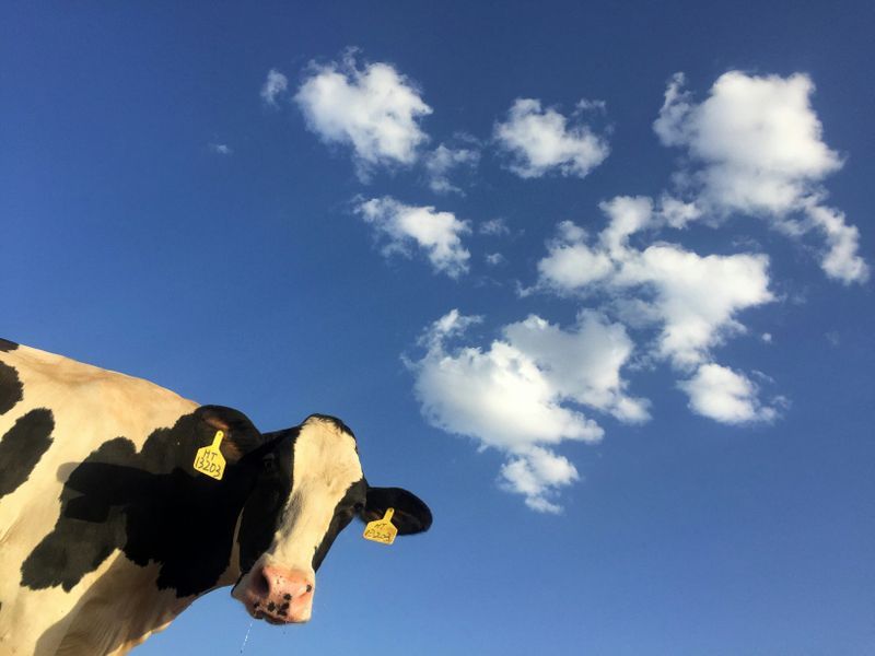 A cow in front of a blue sky.