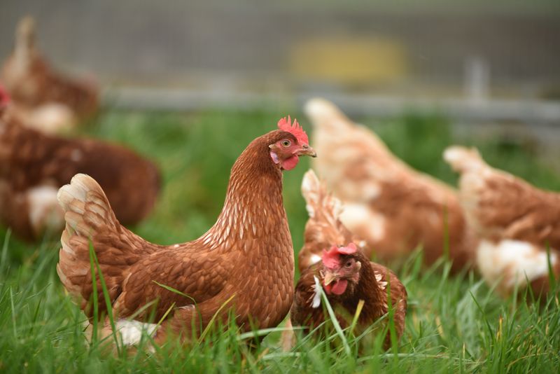 Chickens grazing on grass