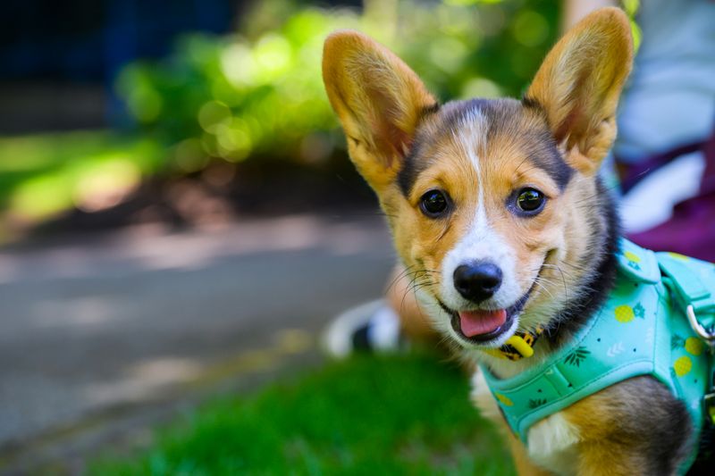 A Corgi puppy in a green pineapple harness.