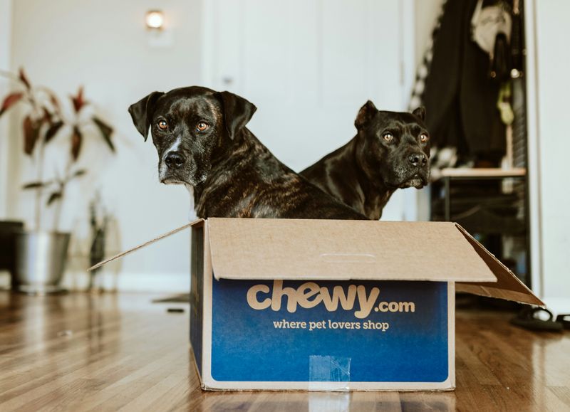 Two cute dogs in a box.