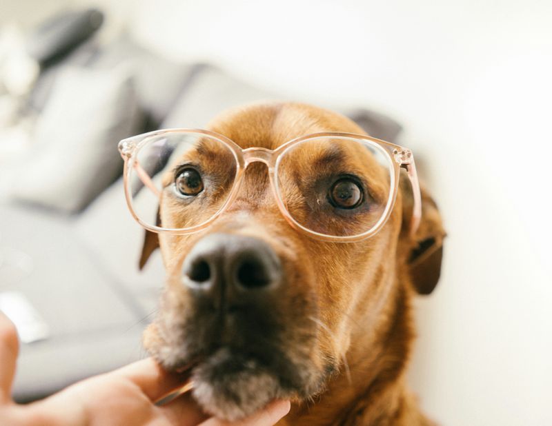 A brown dog with glasses on its face.