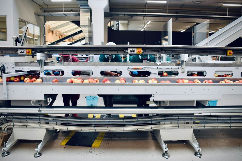 An apple production facility. Apples are being sorted on machines by workers.