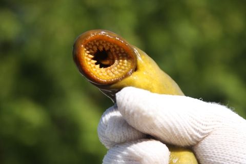 A sea lamprey with rows of sharp teeth being held by a gloved hand