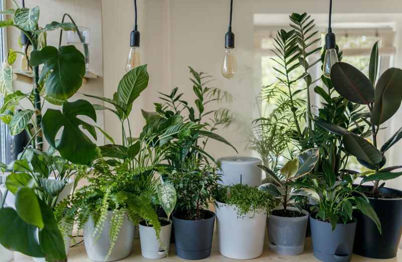 Many house plants on a shelf.