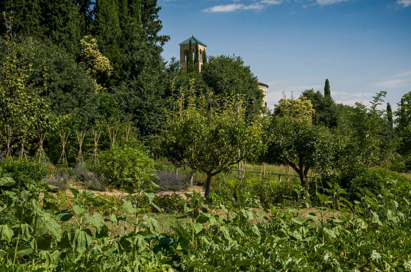 Alarge garden on hillside with small fruit trees, trellised vining vegetables, and other crops.