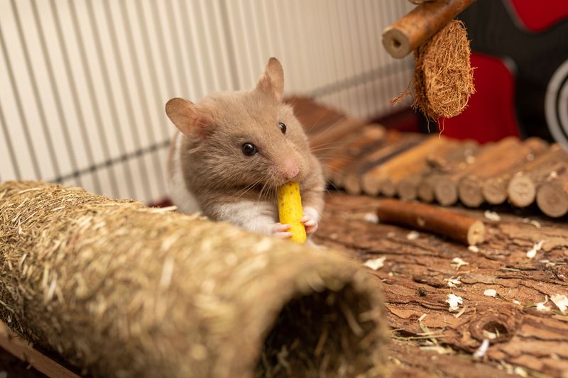 A hamster eating its food.