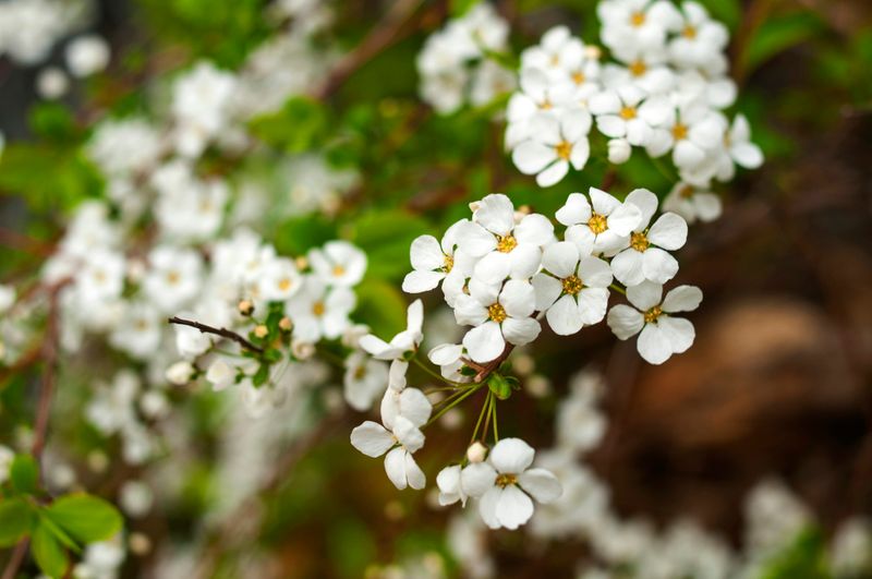 small white flowers