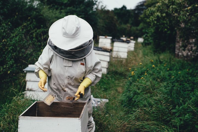 Beekeeper in full beekeeper suit inspecting bee hive box