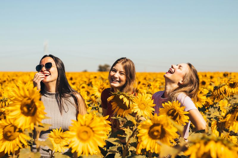 Three friends smiling and laughing in a sunflower field.