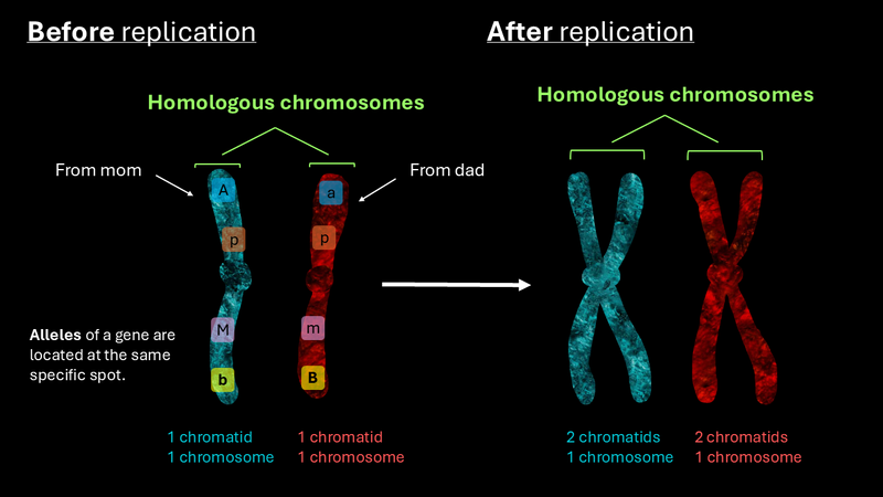 Homologous chromosomes before and after replication.