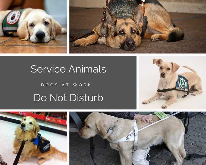 A series of service dogs. The title reads, 'Service Animals — Dogs at Work — Do Not Disturb'.