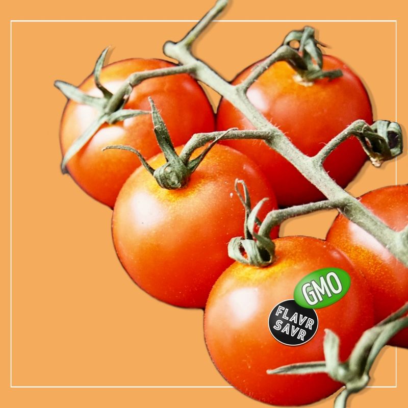 Vine of tomatoes with stickers 'GMO' and 'FLAVR SAVR'.