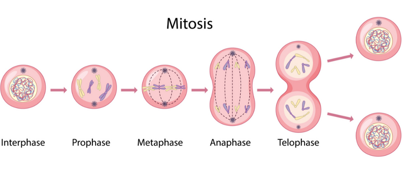 A diagram showing the progression of interphase, prophase, metaphase, anaphase, and telophase.