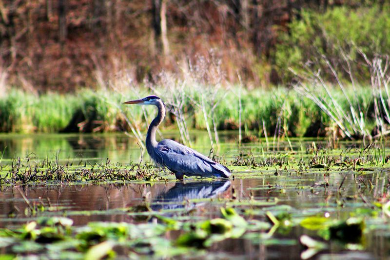 Blue heron wading through wetlands with lily pads and marsh grasses, with trees along the shore in the background.