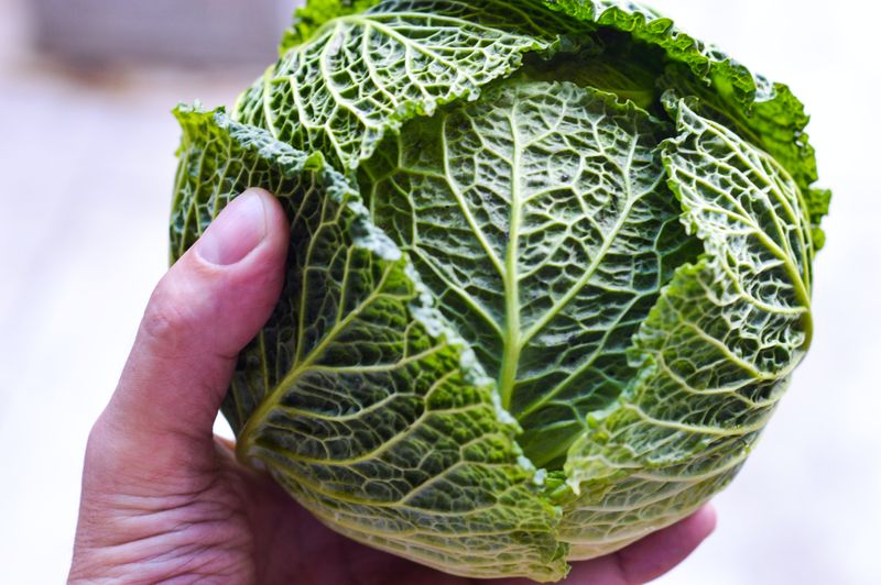 Close-up image of a hand holding cabbage.