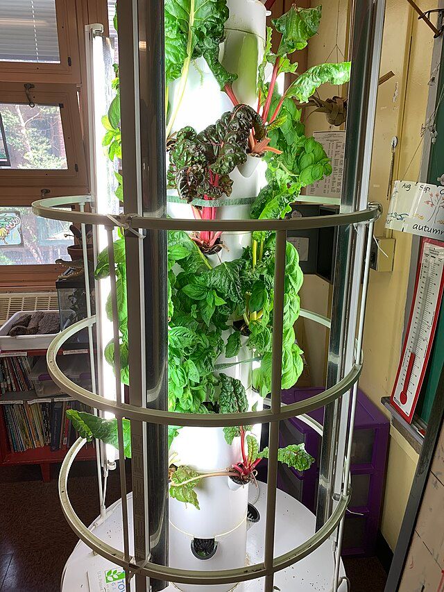 A hydroponic tower with kale and swiss chard in 
