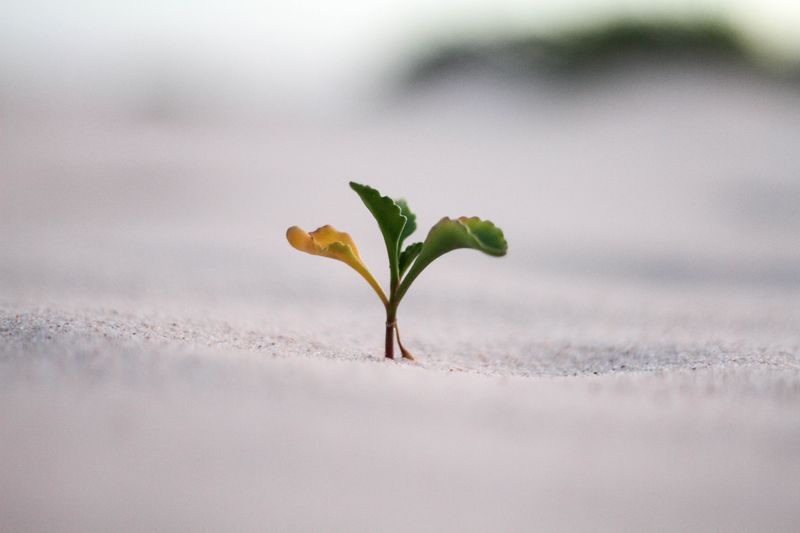 Growth mindset as a representation of a growing plant.