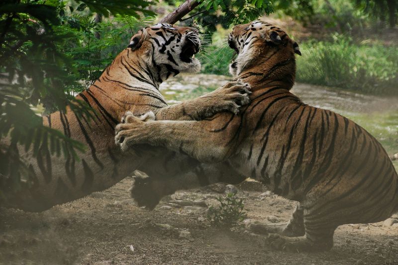 Two tigers fighting in a jungle.