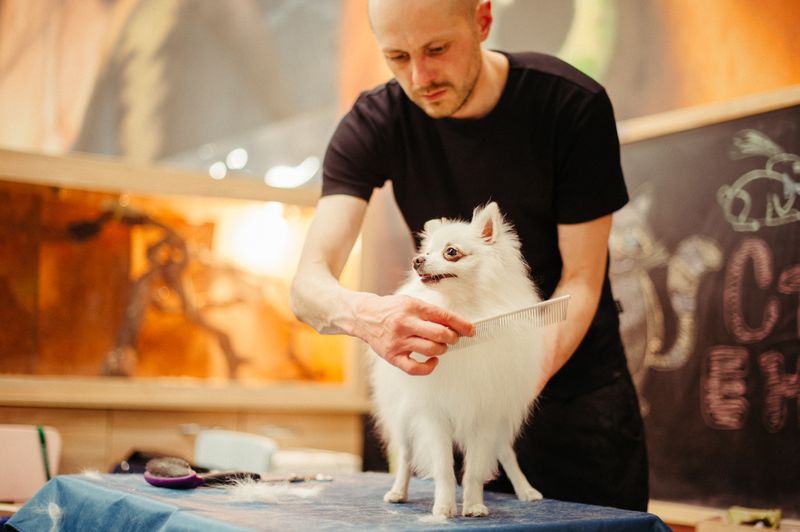 Small white, long haired dog standing on table while man combs fur.