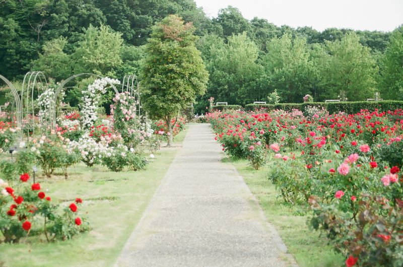 image of a rose garden.