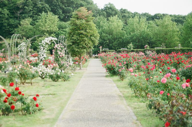 image of a rose garden. 