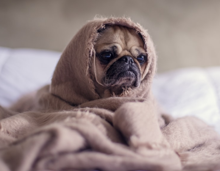A sad dog wrapped in a blanket.