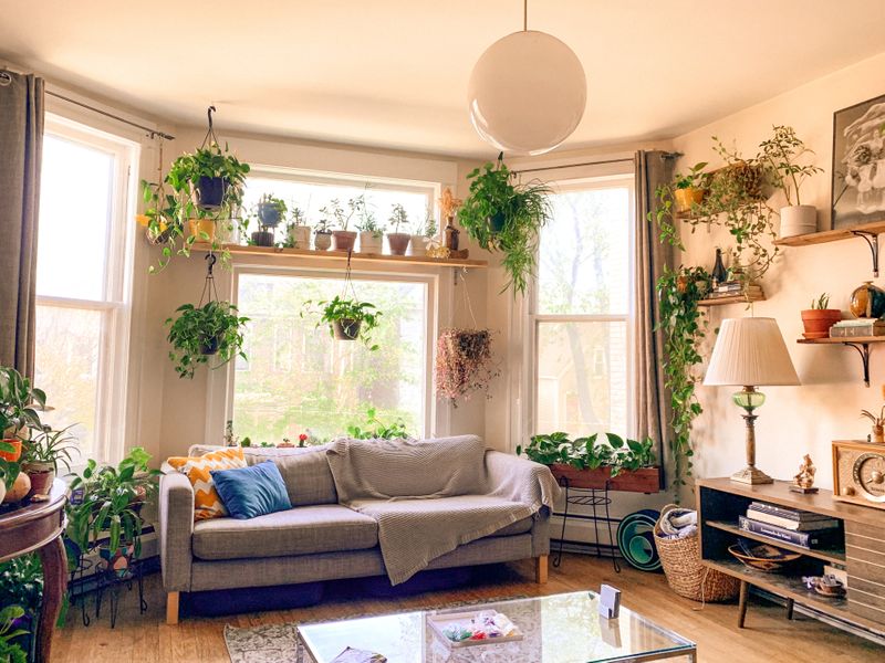 An image of a furnished living room with house plants in different locations.