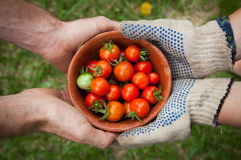 Image of two pairs of hands holding a bowl of cherry tomatoes