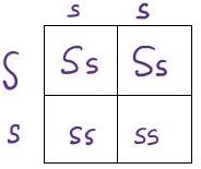 A Punnet Square that shows Ss in both the top 2 quadrants & ss in the bottom 2 quadrants.