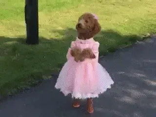 A dog in a pink dress and shoes runs on its hind legs through a park.