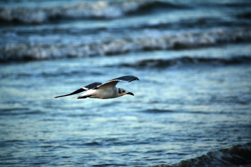 Seagull flying over the sea Photo by Anthony Rao on Unsplash