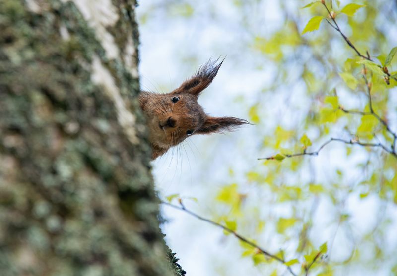 curious rodent 