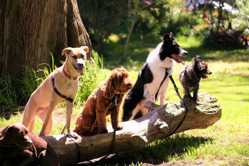 A group of different dog breeds sitting together on a fallen log in a sunny park.