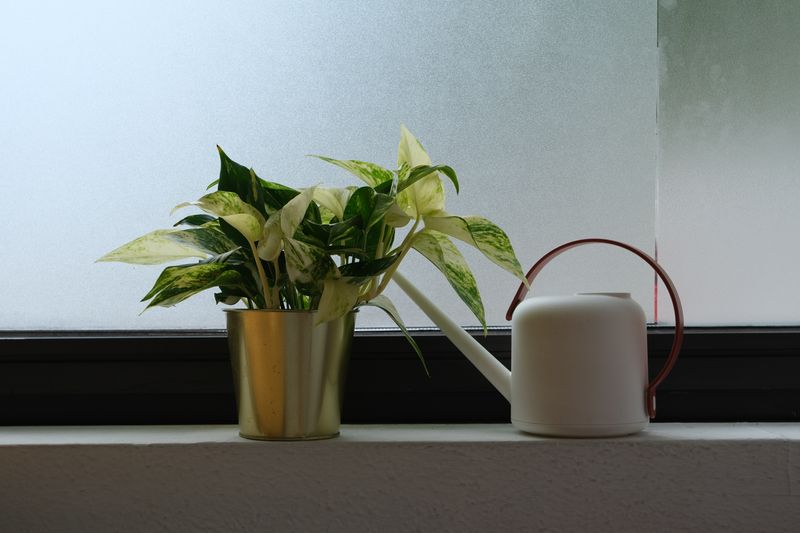 An image of a house plant on a ledge with a watering can next to it.