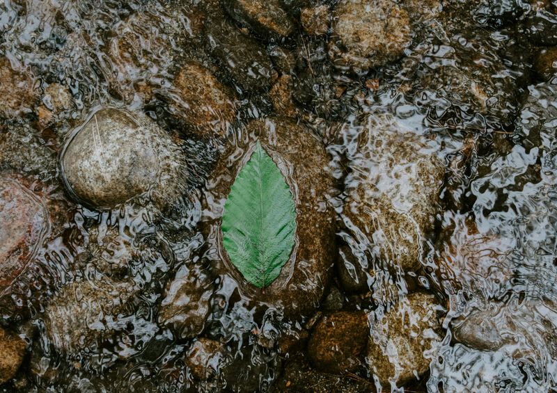 A leaf floating on a stream.