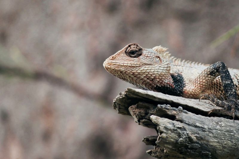 A chameleon is camoflaged against a beige, faded red, and black background.