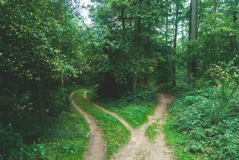 Two paths diverge around a tree in a forest.