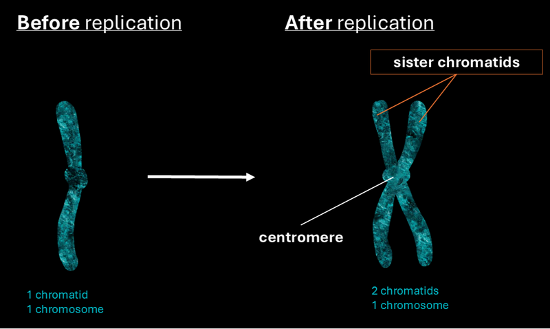 Sister chromatids before and after replication.