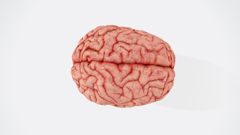 Realistic image of a brain from above