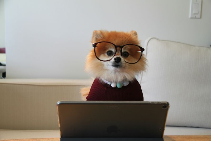 A Pomeranian wearing black glasses looking at a computer.