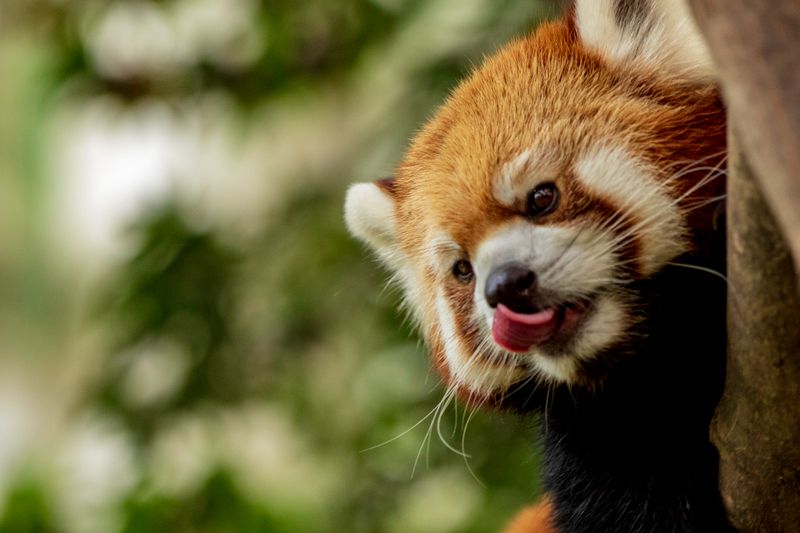 Red panda licking its nose