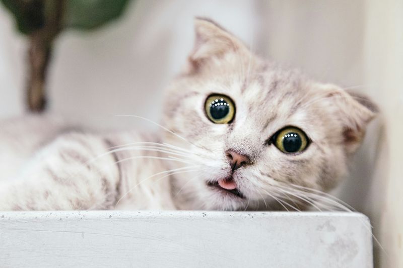 A cat sticking its tongue out. 